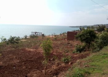 Kabezi: Abarimyi bahisemwo  kurya imbuto kubera ubukoko