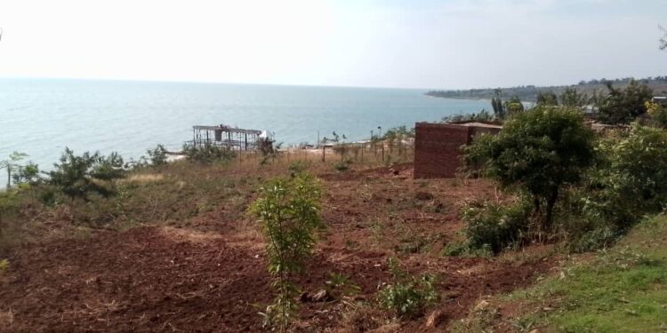 Kabezi: Abarimyi bahisemwo kurya imbuto kubera ubukoko