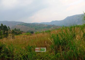 Nyabiraba:Indyane z’amatongo ziriko ziratorerwa umuti