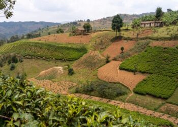 Kayanza: Abarimyi b’icayi basaba ko igiciro c’ikiro c’amababi coduzwa
