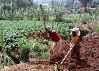 Muyinga : Haribonekeza ubukene bw’imbuto z’ibigori
