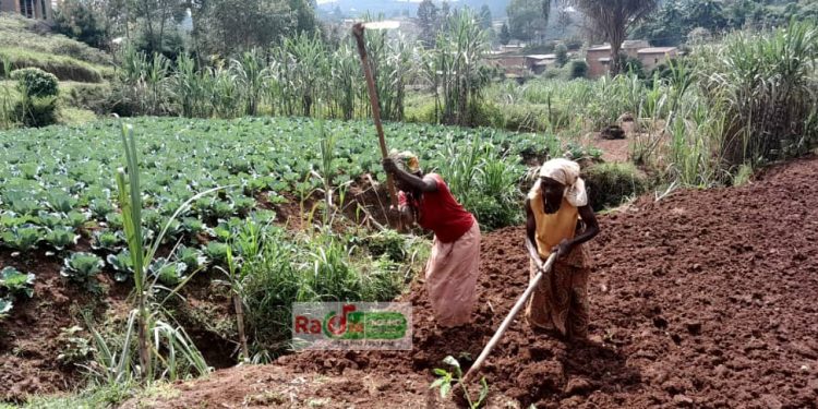Muyinga : Haribonekeza ubukene bw’imbuto z’ibigori