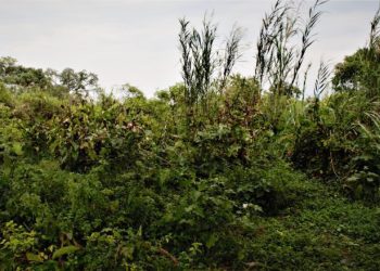 Bimwe mu bikoko vyarabangamiwe n’imyuzurira mu ruhongore kama rwa Rusizi