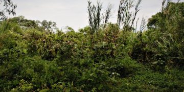 Bimwe mu bikoko vyarabangamiwe n’imyuzurira mu ruhongore kama rwa Rusizi