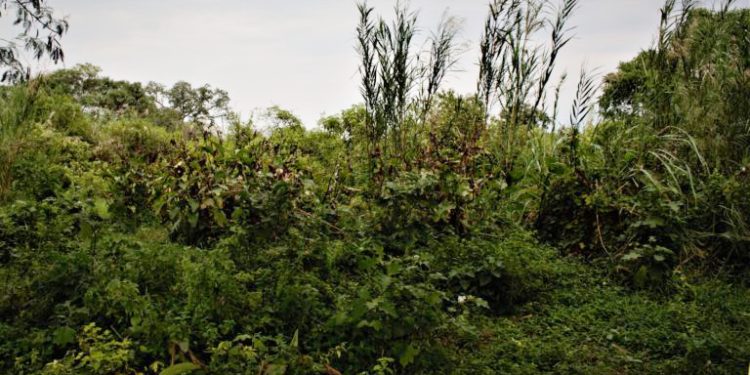 Bimwe mu bikoko vyarabangamiwe n’imyuzurira mu ruhongore kama rwa Rusizi