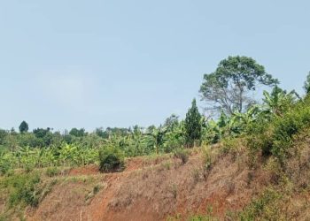 Haribonekeza ubukene bw’ifumbire muri komine Vumbi