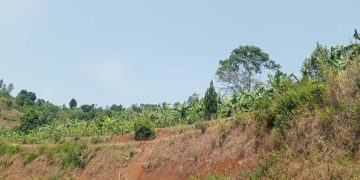 Haribonekeza ubukene bw’ifumbire muri komine Vumbi