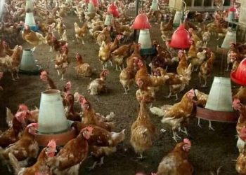 Bujumbura: Hari indwara ibangamiye inkoko iteye amakenga aborozi