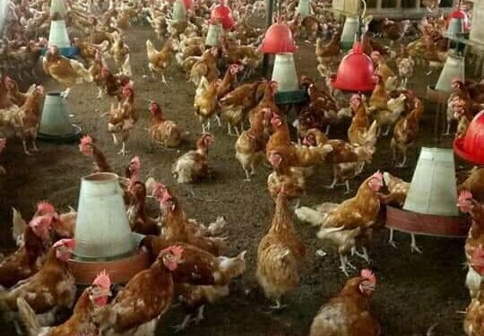 Bujumbura: Hari indwara ibangamiye inkoko iteye amakenga aborozi